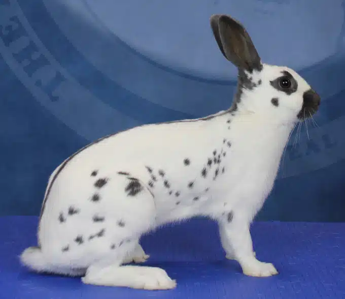 <p>What Breed Am I?</p>
