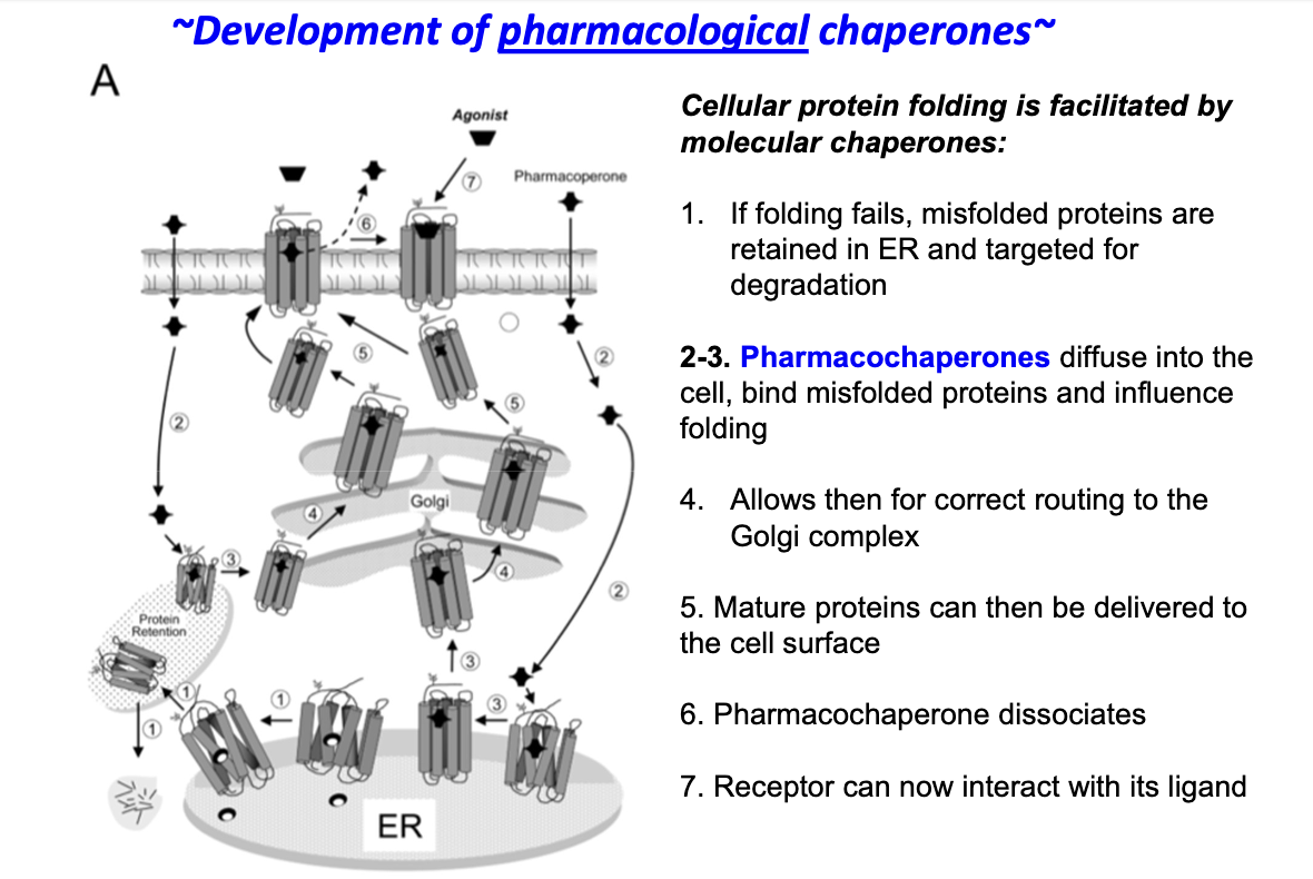<ol><li><p>Misfolded proteins are normally retained in ER and degraded</p></li><li><p>Pharmacochaperones enter the cell and bind misfolded proteins</p></li><li><p>They assist correct folding of proteins</p></li><li><p>Properly folded proteins are routed to the Golgi</p></li><li><p>Mature proteins reach the cell surface</p></li><li><p>Pharmacochaperones dissociate</p></li><li><p>Receptors can now bind their ligand and function</p></li></ol><p></p>