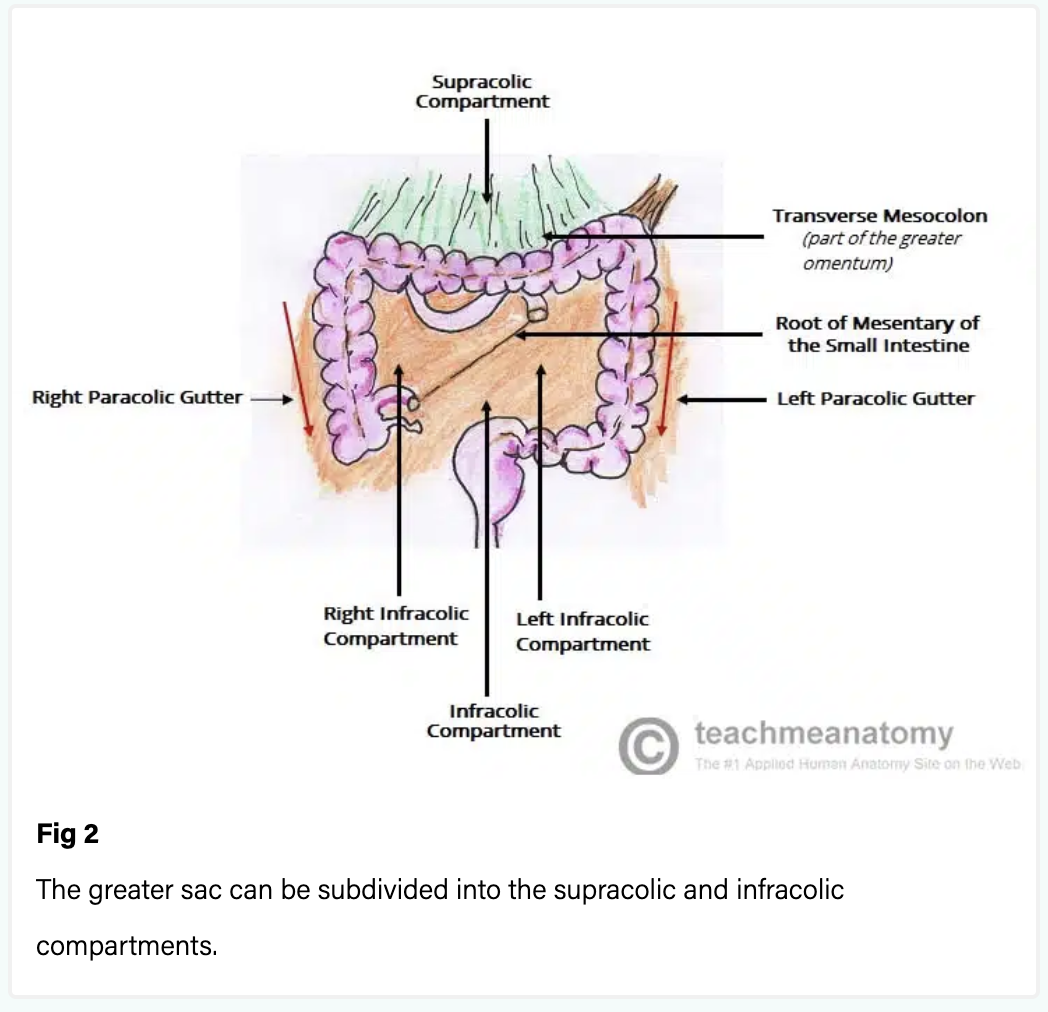 <ul><li><p><strong>Supracolic compartment</strong>&nbsp;– lies above the transverse mesocolon and contains the stomach, liver and spleen<strong>.</strong></p></li></ul><ul><li><p><strong>Infracolic compartment</strong>&nbsp;– lies below the transverse mesocolon and contains the small intestine, ascending and descending colon. The infracolic compartment is further divided into left and right infracolic spaces by the mesentery of the small intestine.</p></li></ul><p></p>