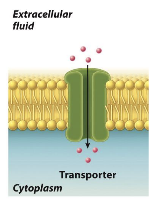 <ul><li><p>Integral membrane protein </p></li><li><p>move ions or molecules across the membrane.</p></li><li><p class="Paragraph SCXO237576771 BCX0" style="text-align: left;"><span style="background-color: inherit; line-height: 19.55px; color: windowtext;"><span>Show Whole lipid bilayer --&gt; how they can transport molecules inside and outside the cell</span></span><span style="line-height: 19.55px; color: windowtext;"><span>&nbsp;</span></span></p></li></ul><p></p>
