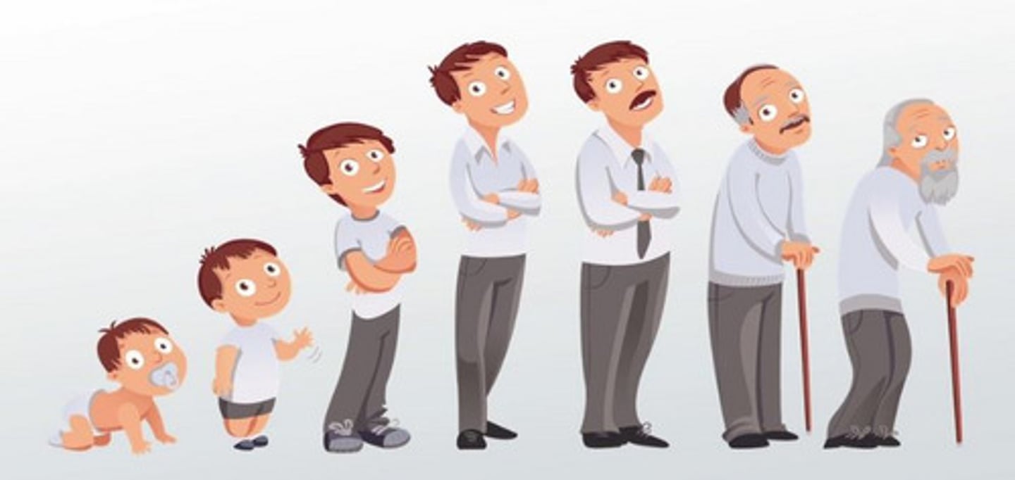 <p>The process of change that occurs during an organism's life to produce a more complex organism</p>