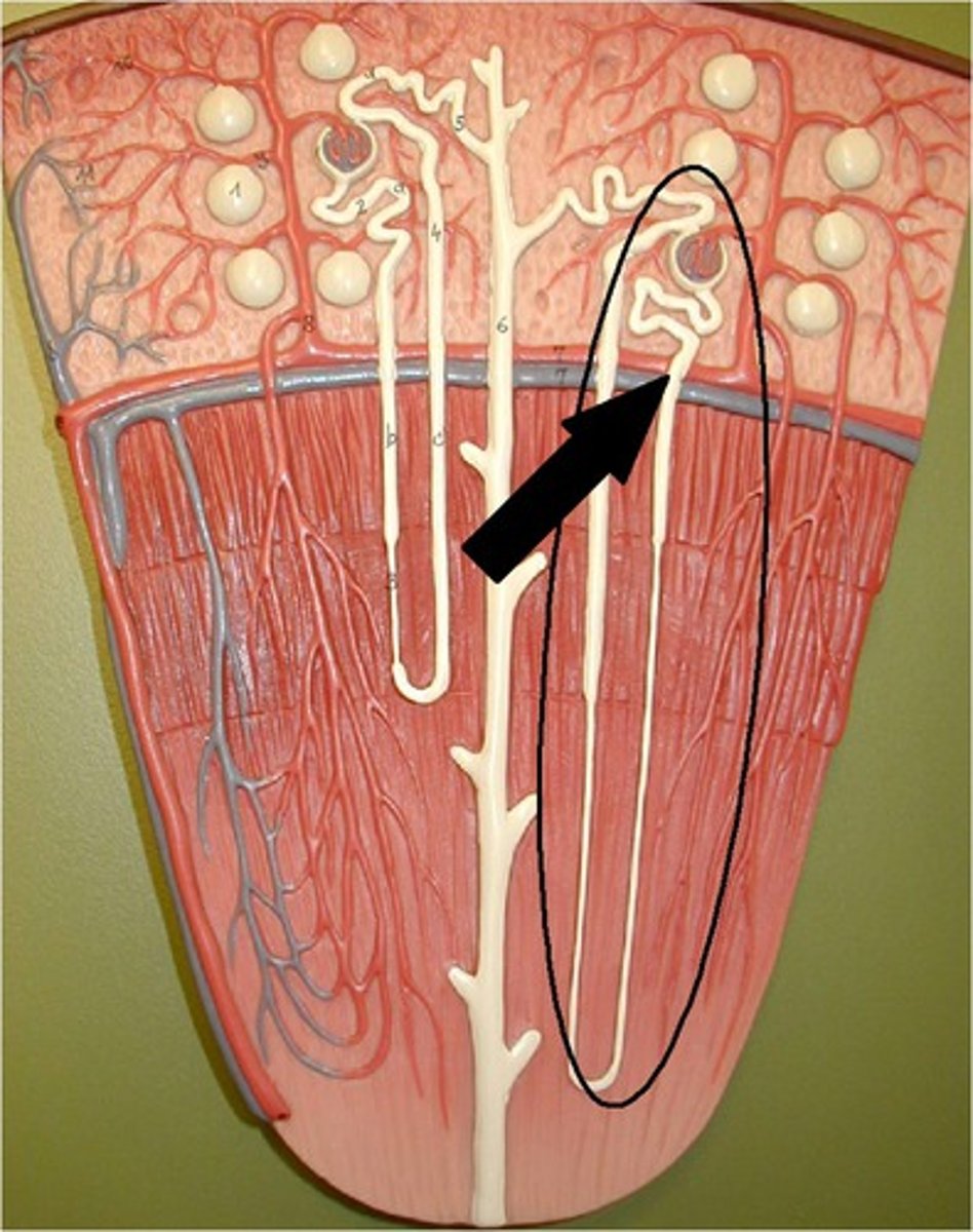 <p>functional unit of the kidney</p>
