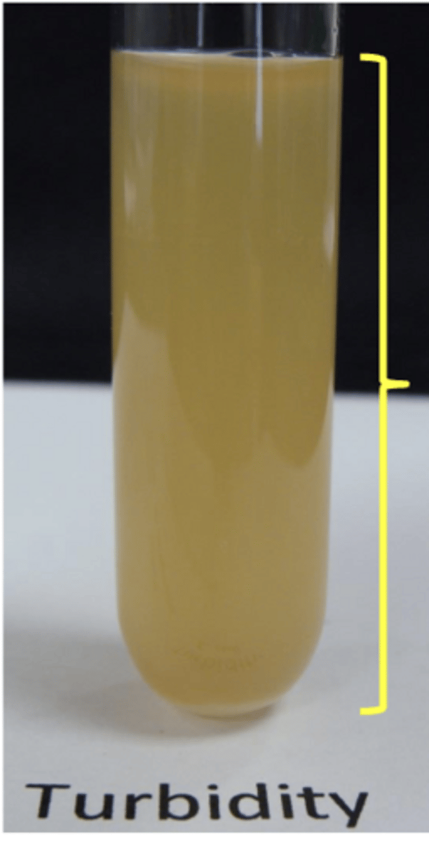 <p>- growth throughout</p><p>EX: E. Coli, staphylococcus</p>