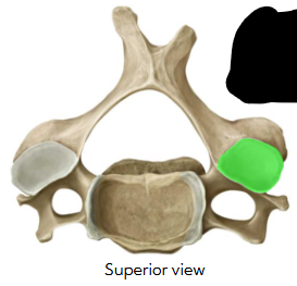 <p>Name the articulation</p>