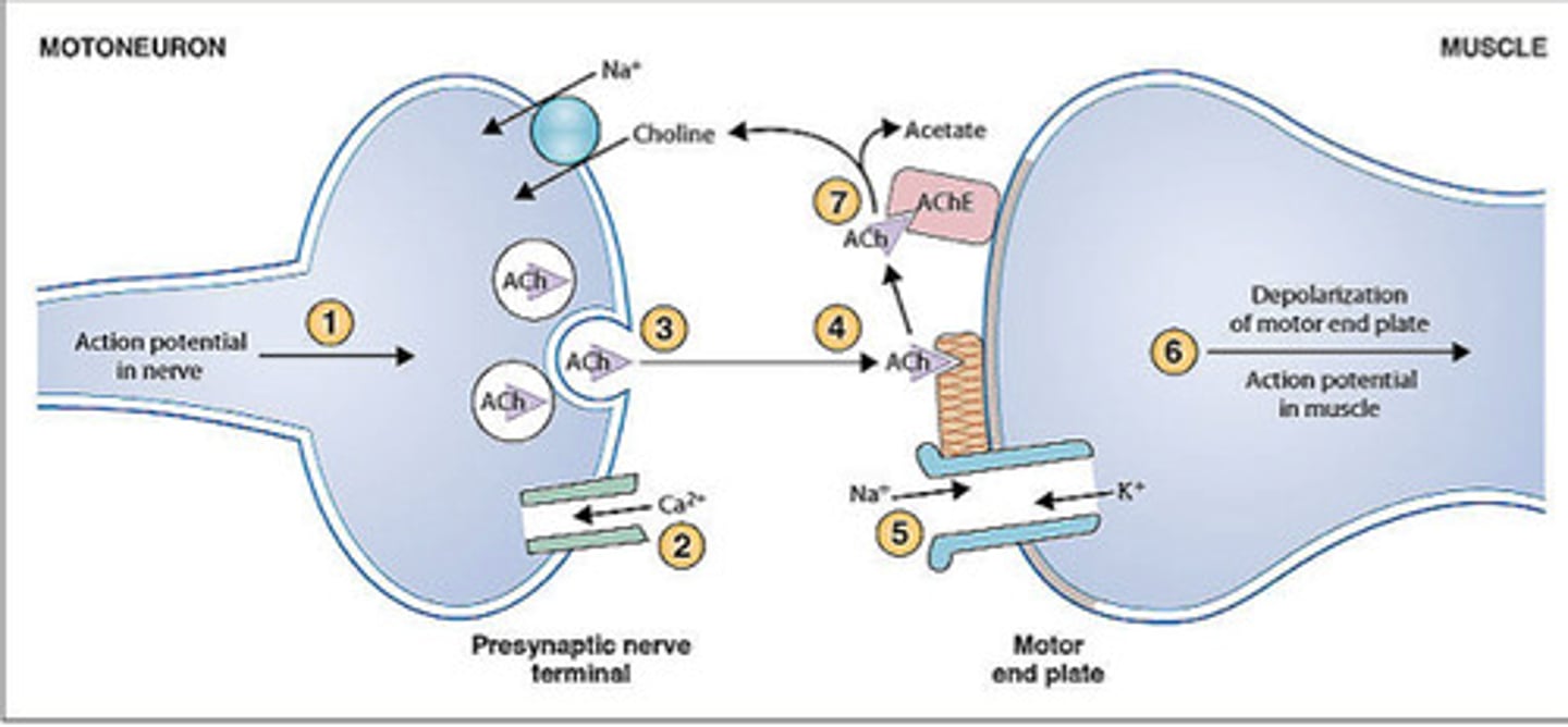 <p>- at the presynaptic terminal, the axon releases chemicals that cross through the junction from one neuron and the next</p>