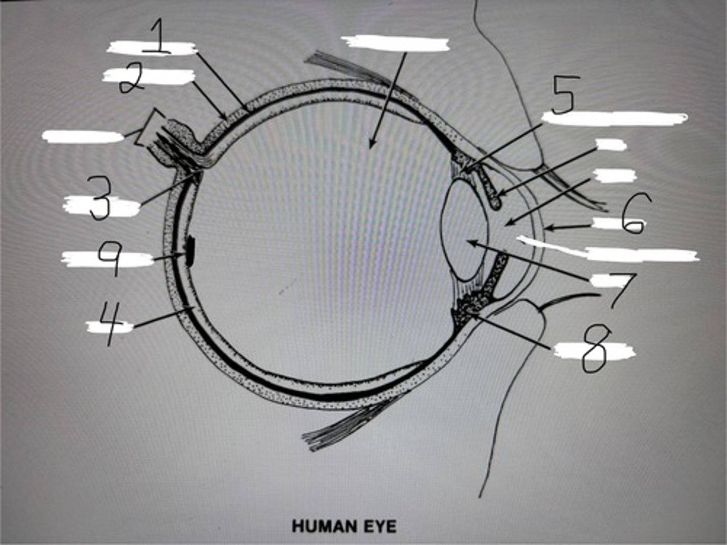 <p>Human eye</p>