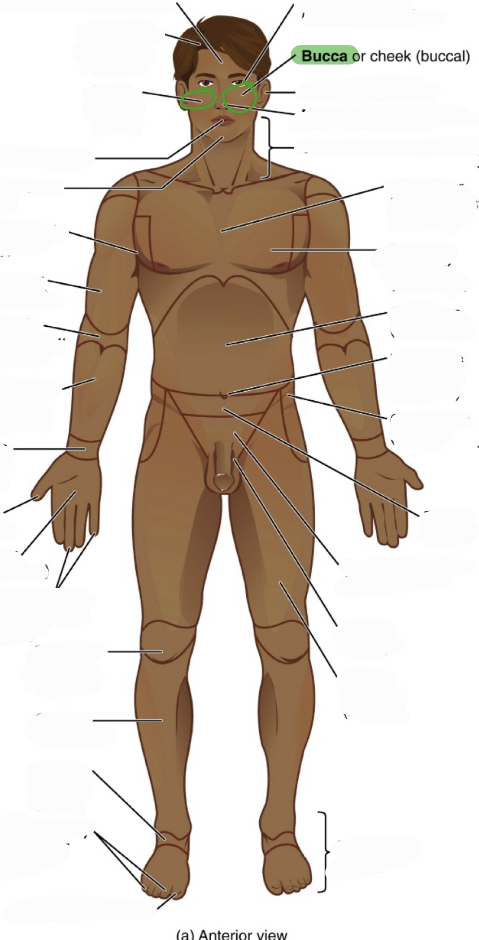 <p>cheek</p><p>(aka buccal)</p>