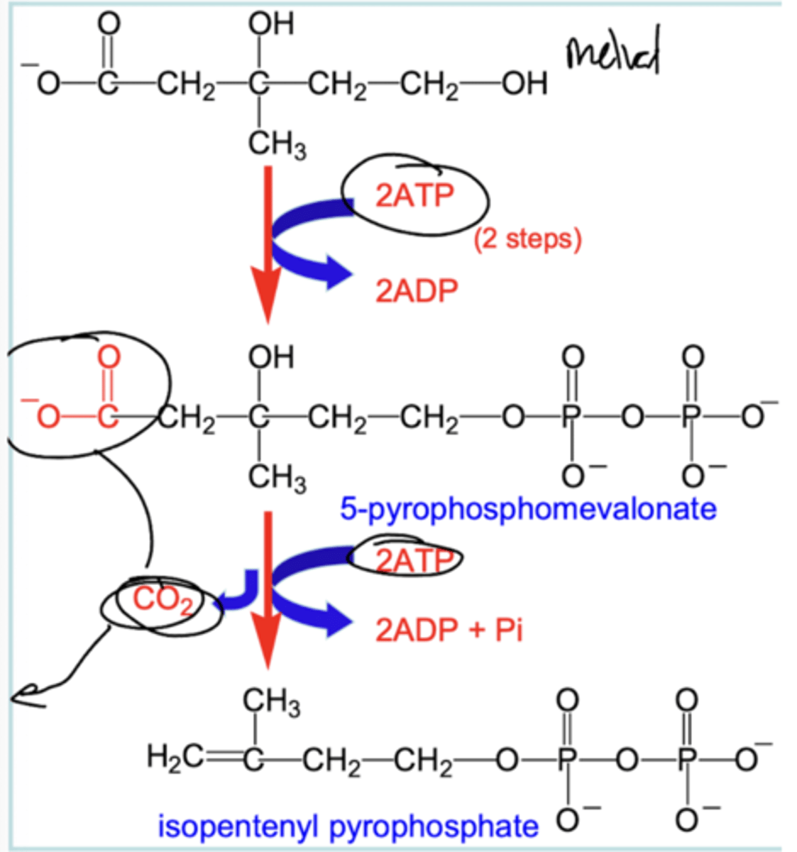 <p>Mevalonate is converted to the isoprene based molecule isopentenyl pyrophosphate (IPP).</p><p>Mevalonate is phosphorylated by 2 sequential ATP transfers, yielding the pyrophosphate derivative.</p><p>ATP dependent decarboxylation with dehydration yields isopentenyl pyrophosphate.</p>