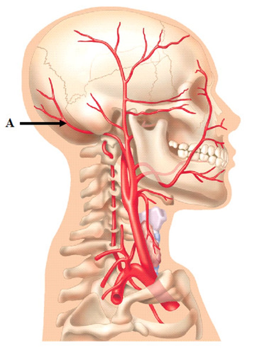 <p>branch of external carotid artery; supplies the posterior scalp</p>