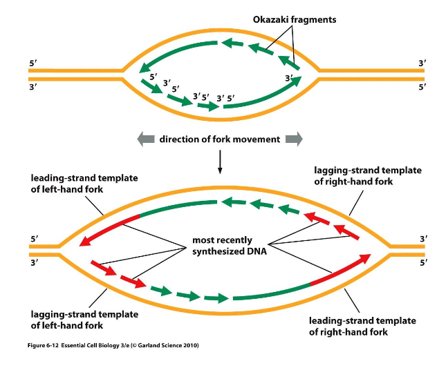 <p>Replication forks form at the point of synthesis initiation - a <span><strong>Replication Origin</strong></span></p><p class="p1"><span style="line-height: normal;">Two DNA strands are generated via co-</span><span>ordination of </span><strong>Leading Strand </strong><span>and </span><strong>Lagging </strong><br><span><strong>Strand </strong></span>synthesis</p><p class="p1">Leading strand DNA synthesis is <span style="line-height: normal;"><strong>continuous</strong> in a 5ʹ – 3ʹ direction producing</span><br>as a single, continuous molecule, until the<br>replication fork terminates.</p><p class="p1">Lagging strand DNA synthesis is <span><strong>discontinuous</strong></span> in a 3ʹ – 5ʹ<br>direction producing as a series of “short” molecules <span><strong>Okazaki fragments</strong></span>, until the <span style="line-height: normal;">replication fork terminates</span></p>