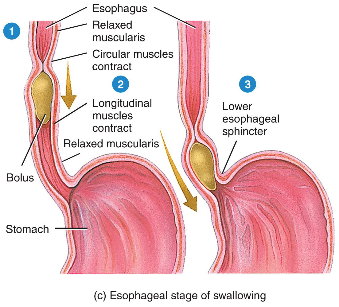<p>Swallowing</p>
