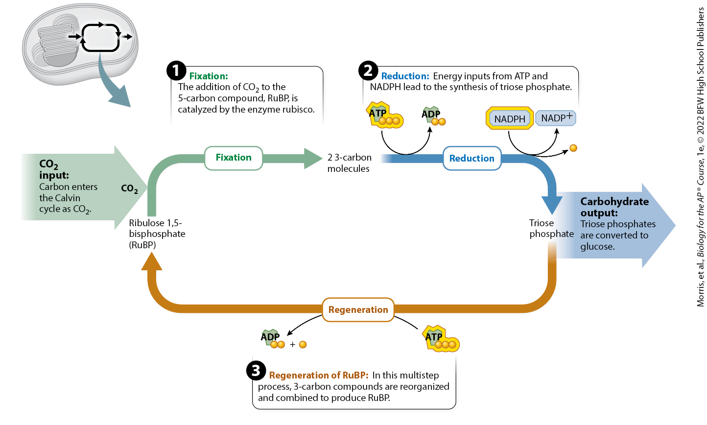 <p>2nd step of the Calvin cycle in which energy inputs from ATP and NADPH lead to the synthesis of triose phosphate, which are carbohydrates</p>