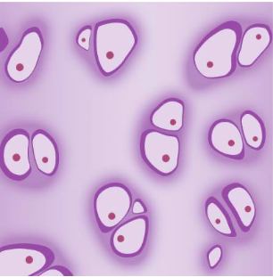 Cartilage