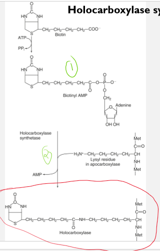 <ul><li><p>biotin is a covalently attached as a coenzyme to form several holoenzymes</p></li><li><p>holoenzymes function as carboxylases</p></li><li><p>the carboxylases facilitate the incorporations of a carboxyl group into a substrate</p></li></ul><p>Each holocarboxylase is formed in a reaction catalyzed in two sequential steps by holocarboxylase synthetase</p><ol><li><p>formation of biotinyl-AMP from biotin and ATP</p></li><li><p>Formation of an amide bond between the carboxyl group of biotin and the e-amino group on a specific lysine residue in each apocarboxylase with the release of AMP</p></li></ol><p></p>