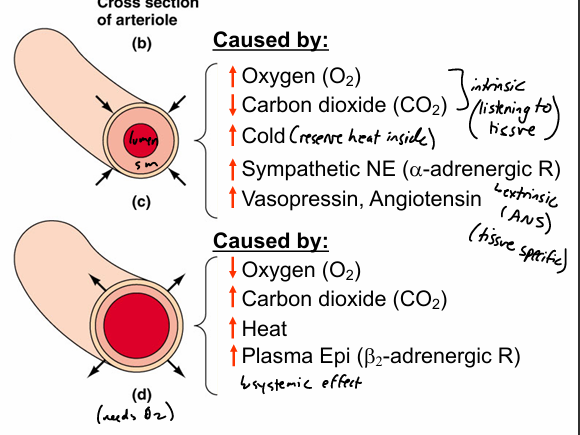 <p>vasoconstriction- incr contraction of sm in arteriolar wall—&gt; incr resistance, decr flow (narrowing of flow) </p><p>vasodilation- decr contraction of sm in arteriolar wall —&gt; decr resistance, incr flow</p><p></p><ul><li><p>alpha is inhibitory and beta is excitatory  </p></li></ul><p></p>