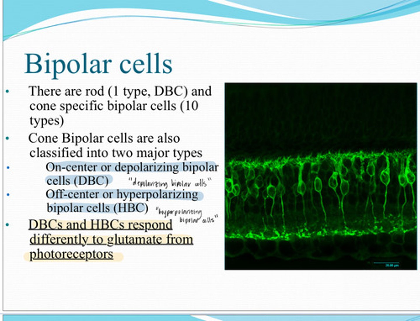 <p>DBCs and HBCs respond (the same/differently) to glutamate from the photoreceptors</p>