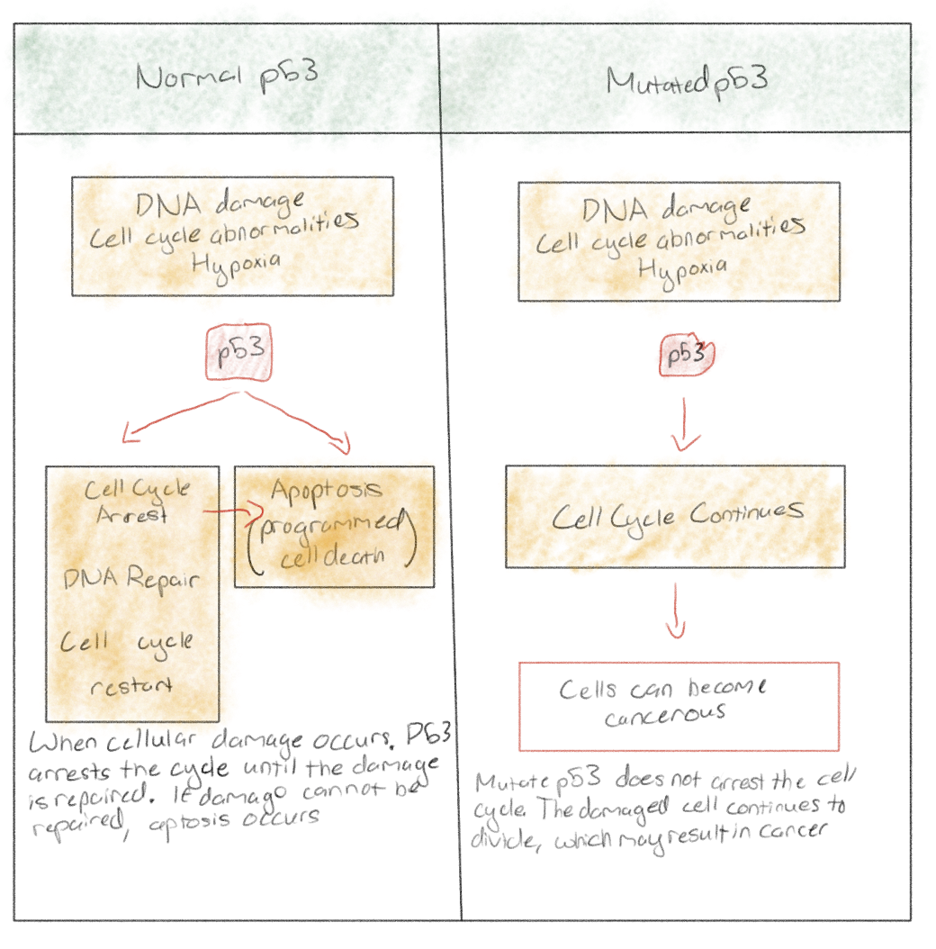 <p>When a tumor suppressor gene becomes mutated</p><p>It would code for a negative regulator protein that prevents cell division</p>
