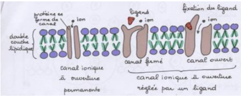 <ul><li><p>se sont des prot-transmembranaires qui permettent une diffusion rapide et sans consomation d’EN , c.a.d le transport des mol se fait sans présence d’affinité avec le canal mais suivant seulement le gradient électrochimique .</p></li><li><p>ce transport est spécifique d’un seul type d’ion et se fait dans un seul sens .</p><p></p></li></ul><p></p>