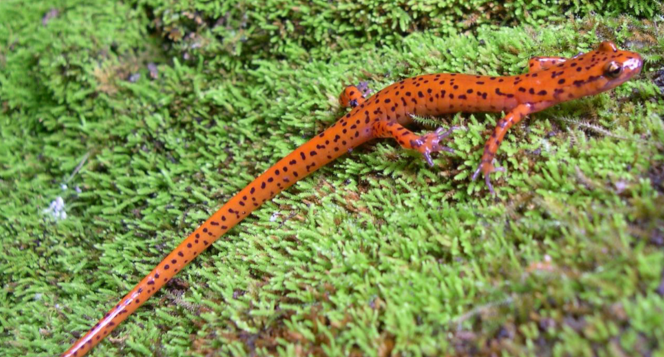 <p>eurycea lucifuga</p>