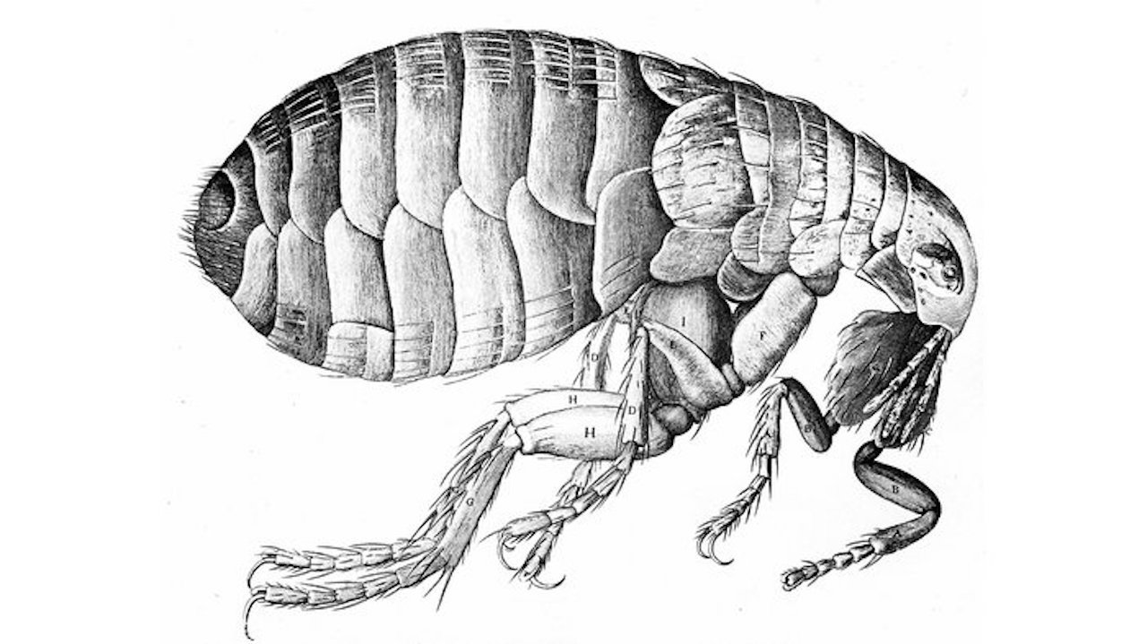 <p>cause by : Yersinia Pestisi </p><p>type: Gram-negative rod </p><ul><li><p>sever necrosis </p></li><li><p>produces a Varity of proteins and toxins that all lead to necrosis ( YOPS) </p><ul><li><p>biggest issue, cause vascular collapse through the endothelia lining of the cardiovascular system —&gt; collapse of the platy tissues —&gt; necrosis </p></li><li><p>torture of a flea using biofilms </p></li></ul></li></ul><p></p>