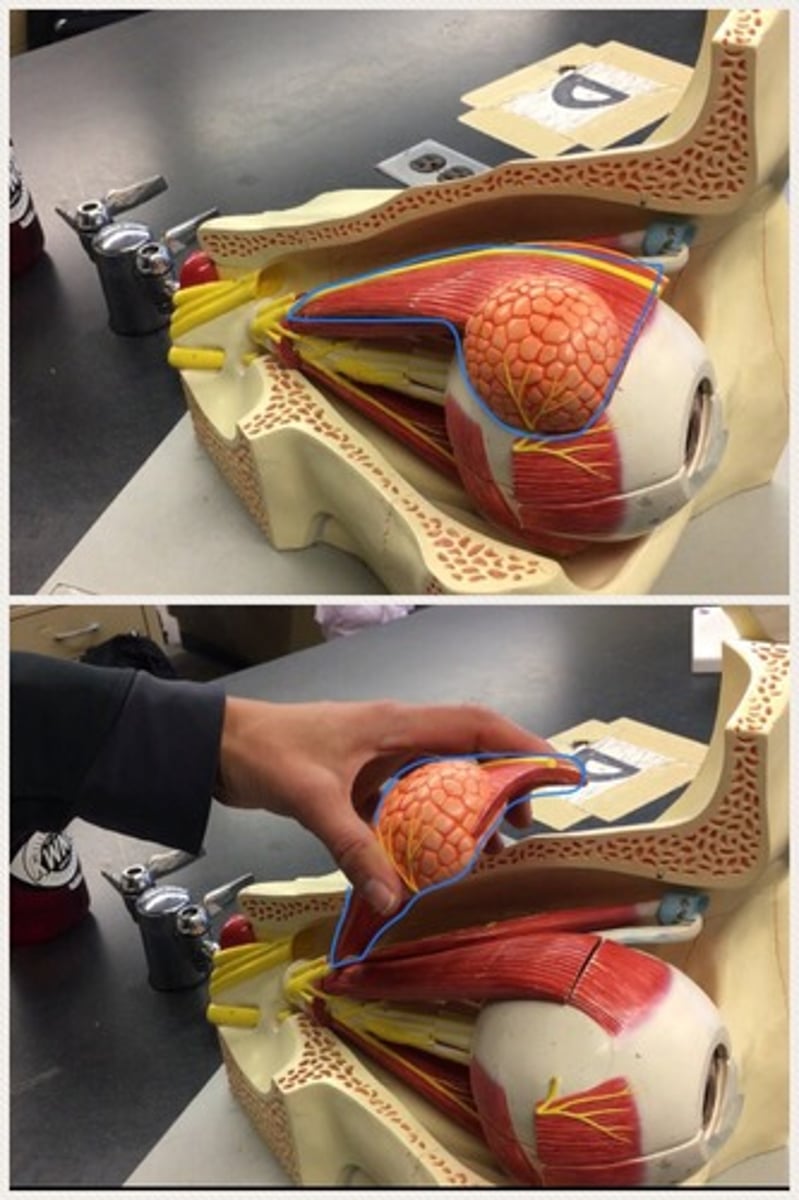 <p>the muscle in the orbit that elevates the superior (upper) eyelid. Has the lacrimal gland. Above the superior rectus muscle</p>