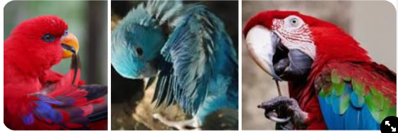 <p>put oil onto feathers to maintain structure and keep waterproof</p>