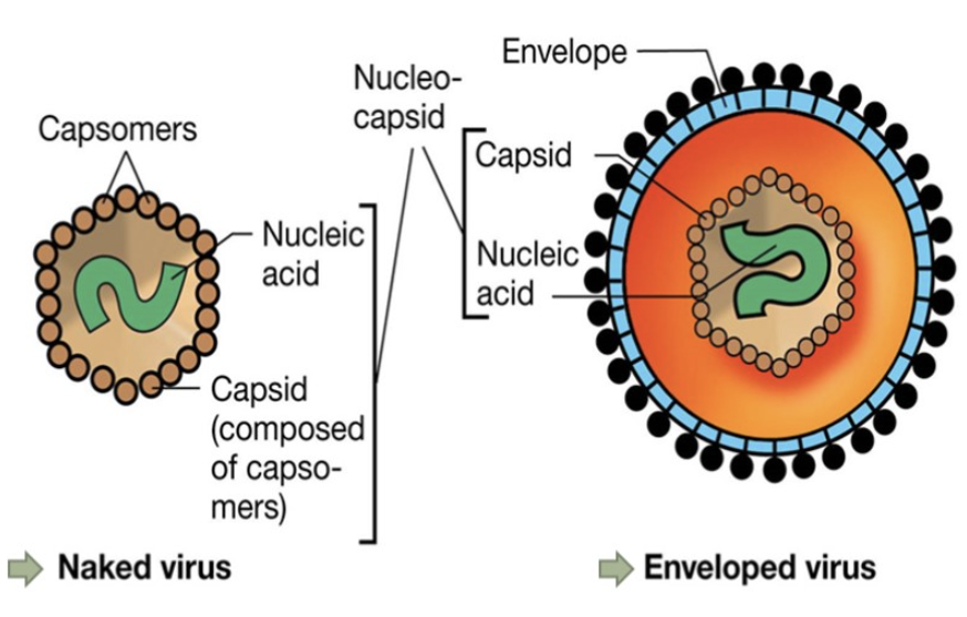 * \~10-400 nm in dia
* all contain a nucleocapsid (nucleic acid + capsid)
* some have **envelopes** (plasma mem comp derived from host)
* some have **spikes** (proteins used for attachment to host)