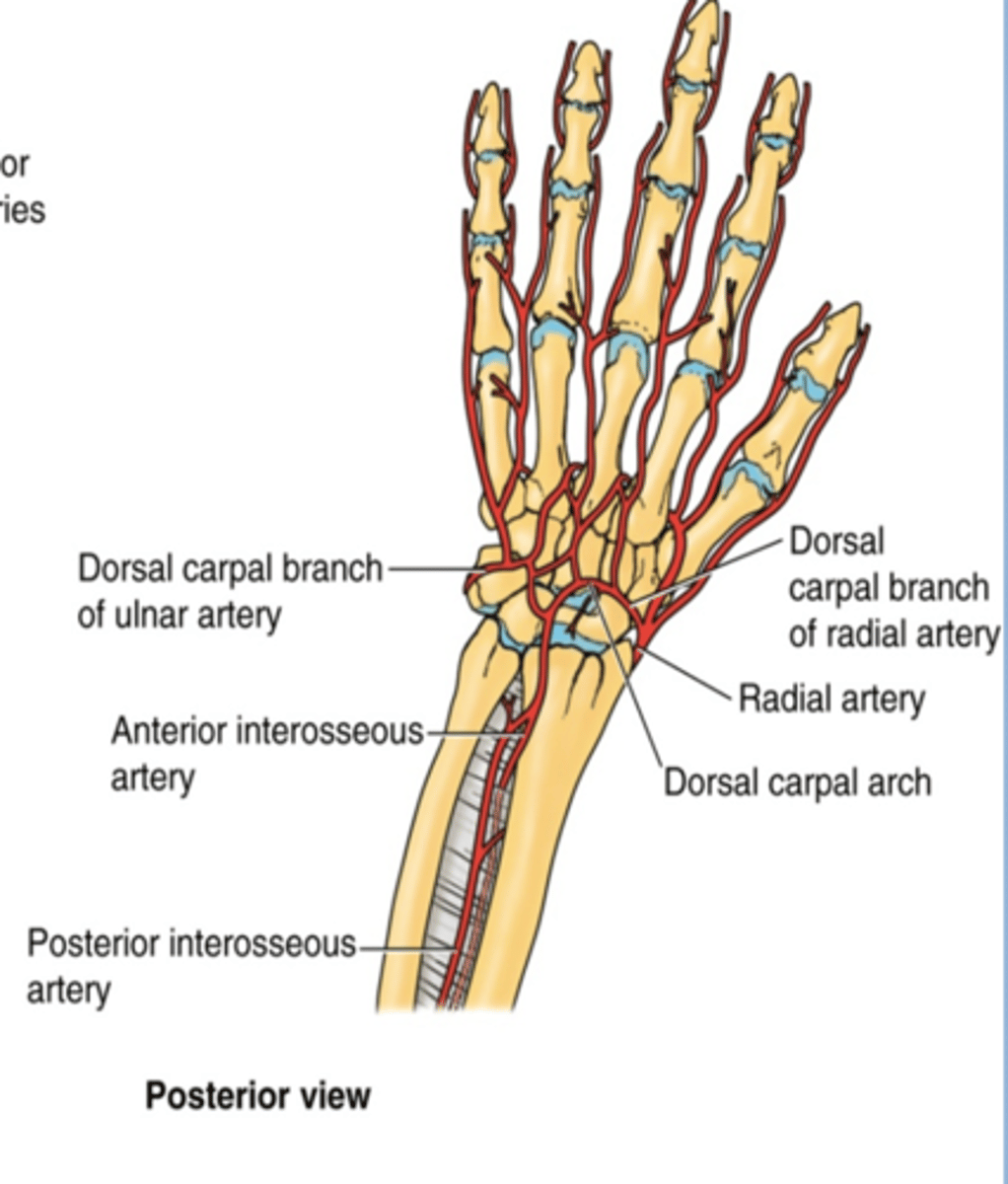 <p>Course: runs across dorsal aspect of wrist to anastomose with dorsal carpal branch of ulnar a. to form the dorsal carpal arch -&gt; dorsal metacarpal aa.</p>