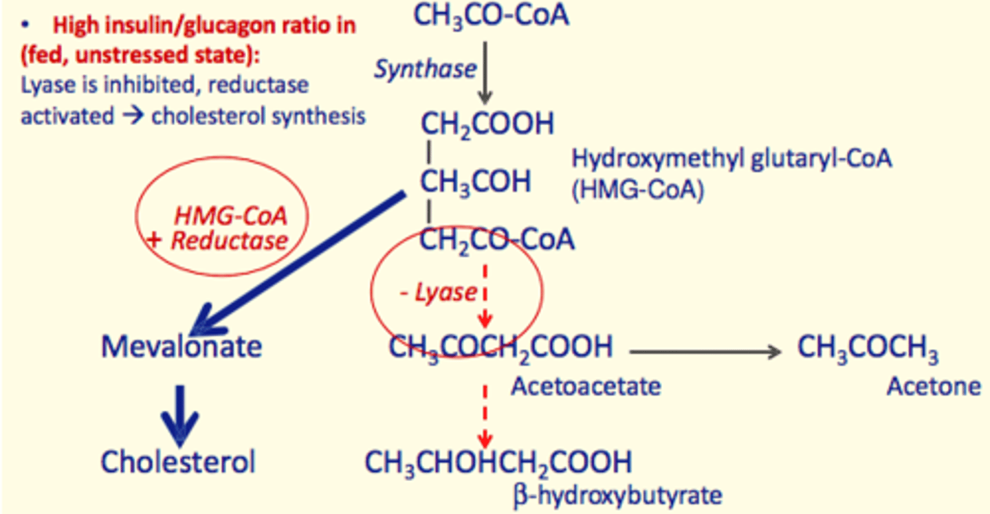 <p>Excessive production of ketones, making the blood acidic</p><p>- Acetoacetate and Beta-hydroxybutyrate at high concentrations in the blood</p>