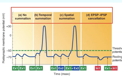 <p>Repeated stimulation of <strong>one</strong> presynaptic input; EPSPs add together</p>