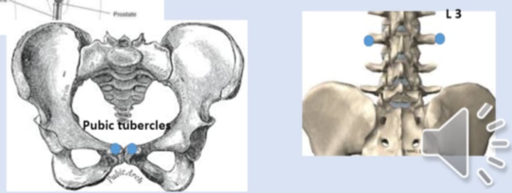 <p>anterior point: pubic tubercles<br>posterior point: L3 transverse processes</p>