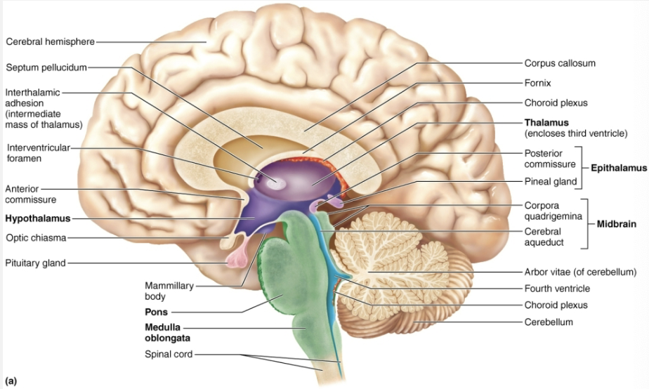 <p><code>Brain Stem (2/3)</code></p><ul><li><p><strong>STRUCTURE</strong></p><ul><li><p><span style="color: purple"><strong><mark data-color="purple" style="background-color: purple; color: inherit">Blends into spinal cord at foramen magnum</mark></strong></span></p></li><li><p><strong><mark data-color="purple" style="background-color: purple; color: inherit">Contains fourth ventricle</mark></strong></p><ol><li><p>Continuation of central canal of spinal cord</p></li><li><p>Medulla and pons from ventral wall</p></li><li><p>Contains <strong>choroid plexus</strong> → capillary-rich membrane that forms cerebral spinal fluid</p></li></ol></li></ul></li><li><p><strong>FUNCTION</strong></p><ul><li><p><span style="color: red"><strong>Medulla is an autonomic reflex center</strong></span></p></li><li><p>Many functions overlap with hypothalamus → hypothalamus relays instructions via medulla</p></li></ul></li></ul><p></p>