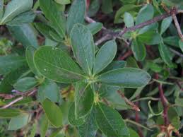 <p>Deciduous shrub, 10 ft (3 m), compact, upright.  Leaves 3-9 cm long, elliptic or oblong-lanceolate, upper side glossy green, underside pubescent; in fall leaves may turn yellow, scarlet or crimson. Leaves form circle at end of stem</p>