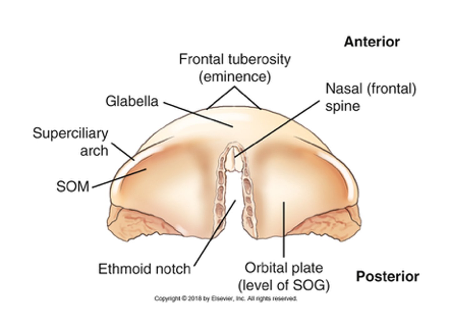<p>D) Frontal</p><p>pg. 378: each orbital plate is separated from the body by the ethmoidal notch. The ethmoid bone, one of the bones of the floor of the cranium, fits into this notch.</p>