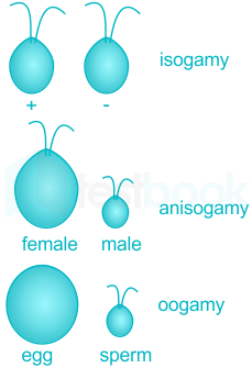 <p>heterogamy</p>