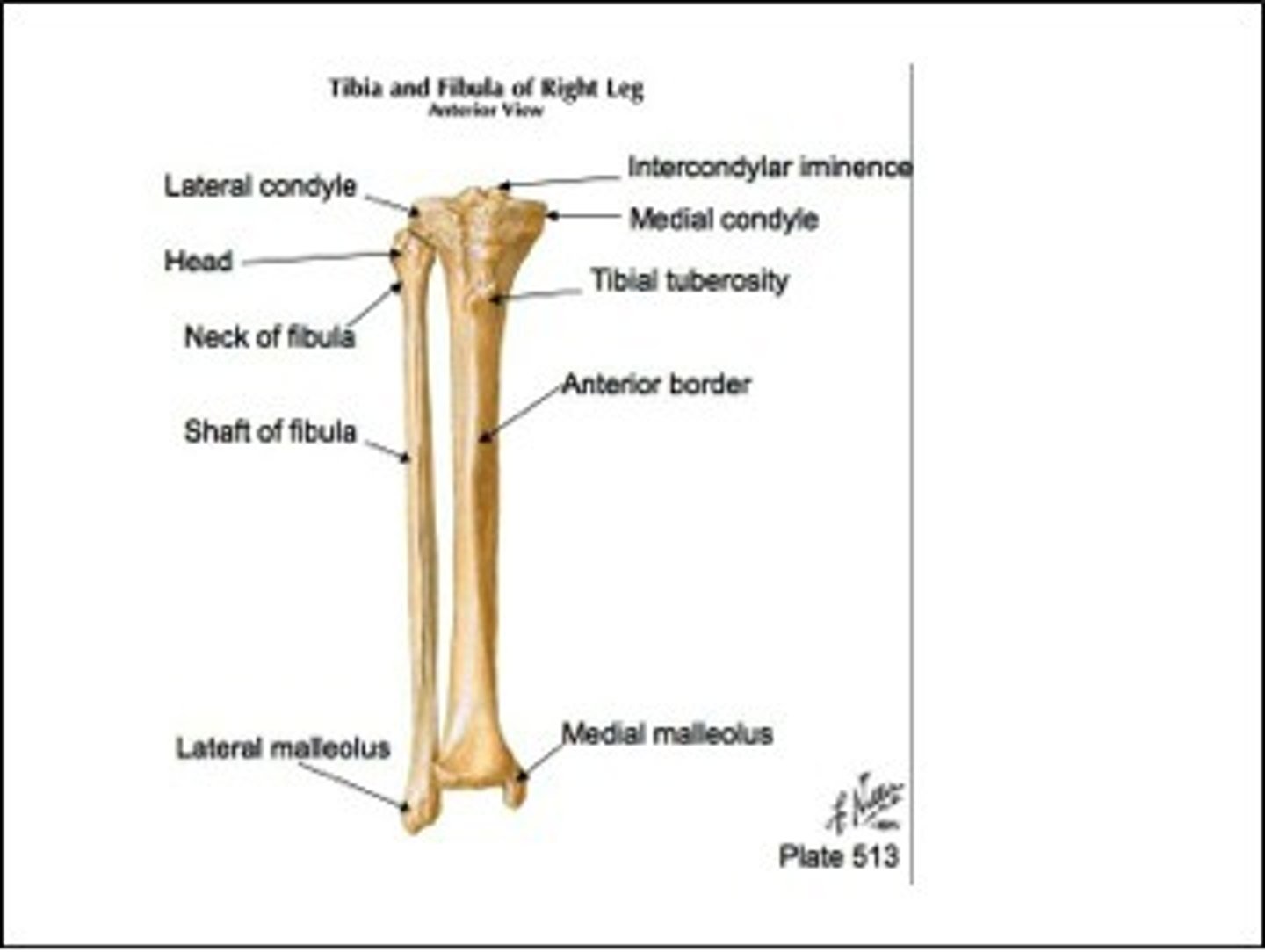 <p>- the lateral malleolus (the distal tip of the fibula) provides stability to the ankle joint</p><p>features:</p><p>PROXIMAL END</p><p>- medial head which articulates with the tibia</p><p>NECK</p><p>SHAFT</p><p>DISTAL END</p><p>- lateral malleolus</p>