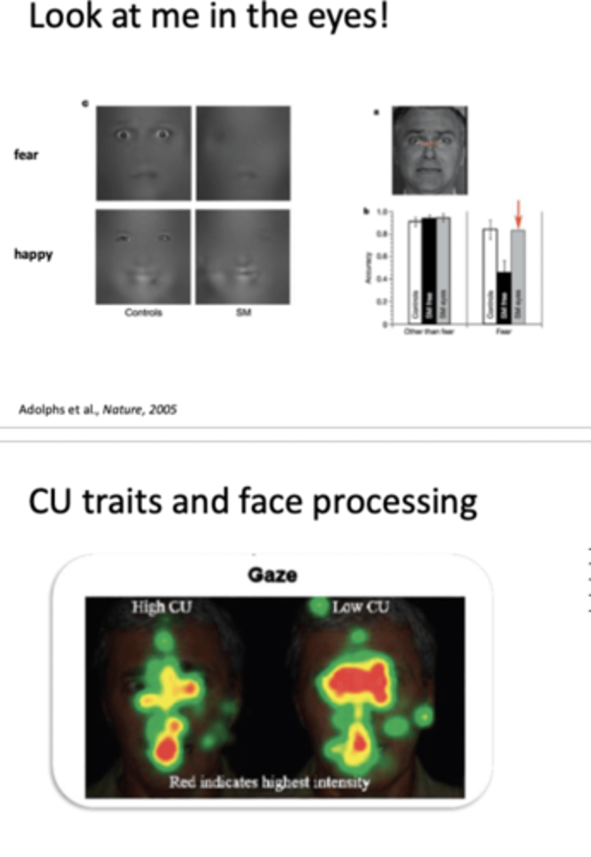 <p>- patient SM (Urbach-Wiethe disease= complete calcification of amygdala</p><p>- compared SM to healthy controls and used eye tracking to see how processed happy vs fearful faces</p><p>- SM deficits in fearful expressions (doesn't look at eyes) but happy similar to controls looking at mouth</p><p>- when shes instructed to look at eyes she does</p><p>- shows amygdala is necessary to pay attention to eye area of face </p><p>- Dadds et al. (2010)= curious to see if same in high CU</p><p>- found CU+ look at mouth more and CU- at eyes and when CU+ instructed to look at eye then same processing as control</p><p>- suggest deficit in amygdala (hypoactivity- Jones et al., 2009)</p>