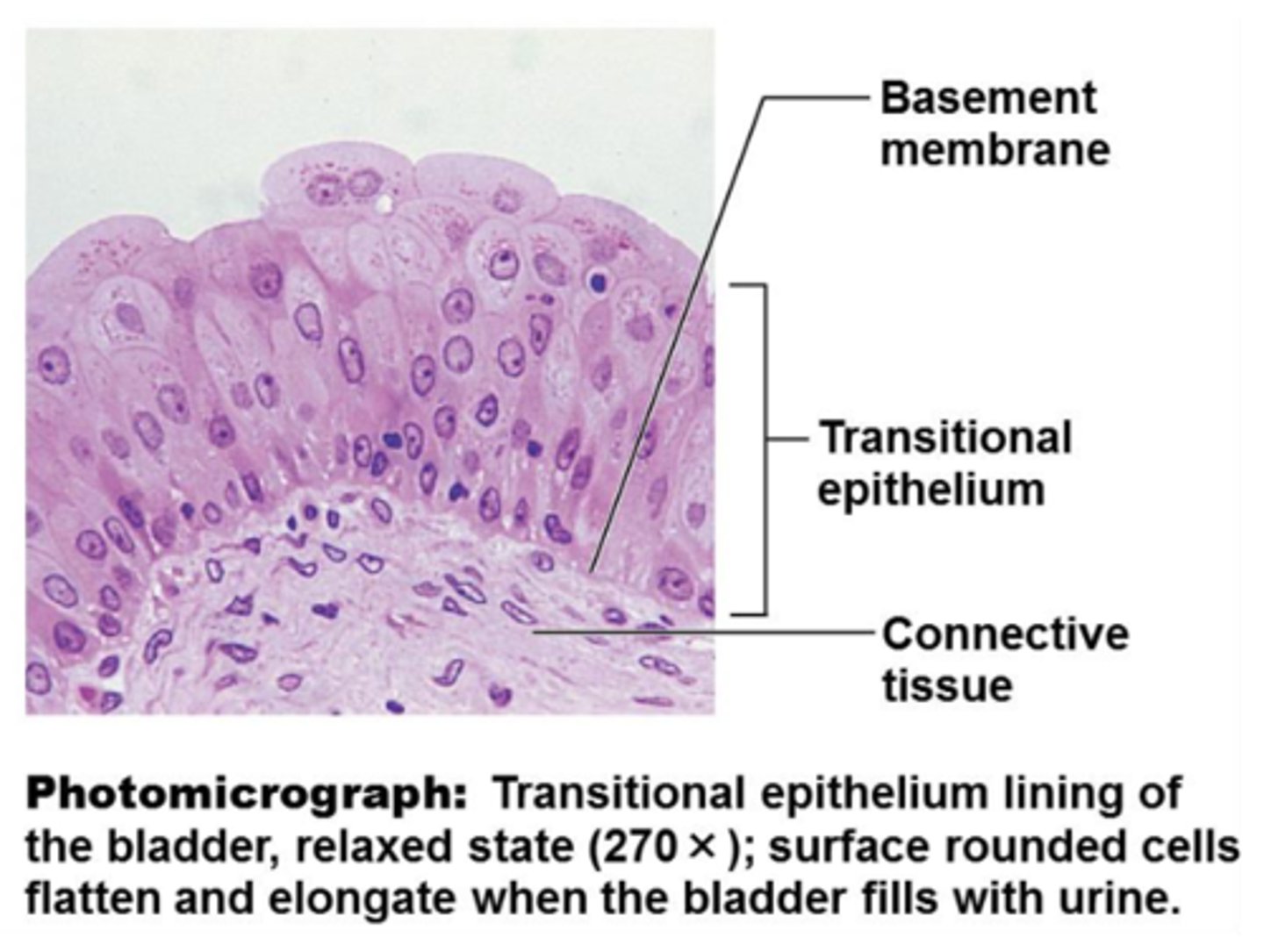 <p>- composed of modified stratified squamous epithelium</p><p>- shape of cells depends upon the amount of stretching</p>