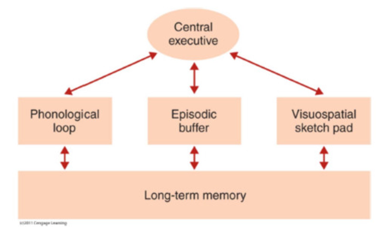 <p>the theory that short-term memory is not a single store but consists of sub-categories</p>