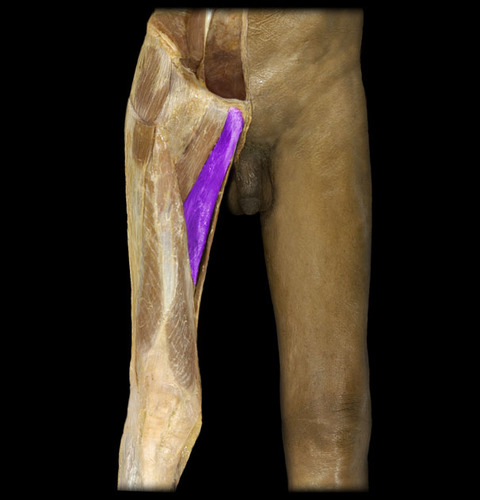 adduction of thigh