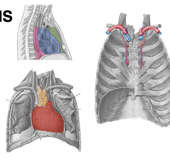 <p>Afgrænsninger af mediastinum inferius - pars anterius (grøn)</p>