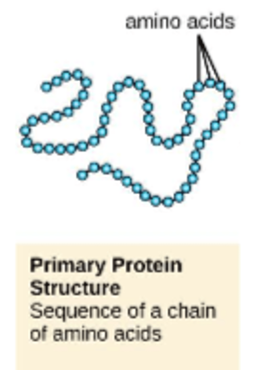 <p>primary structure</p>