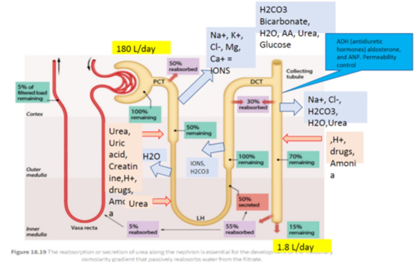 <p>located in the cortex, lined by simple cuboidal epithelium with microvilli. Bulk Reabsorption</p><p>• Glucose, amino acids, proteins, vitamins reabsorbed by secondary active transport, secretes acids and bases</p><p>• HCO3-, Ca2+, Mg2+, PO43-, also actively reabsorbed</p><p>• Water and other ions passively reabsorbed by osmosis</p>