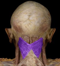 <p>Unilaterally turns head; bilaterally extends head/neck.</p>