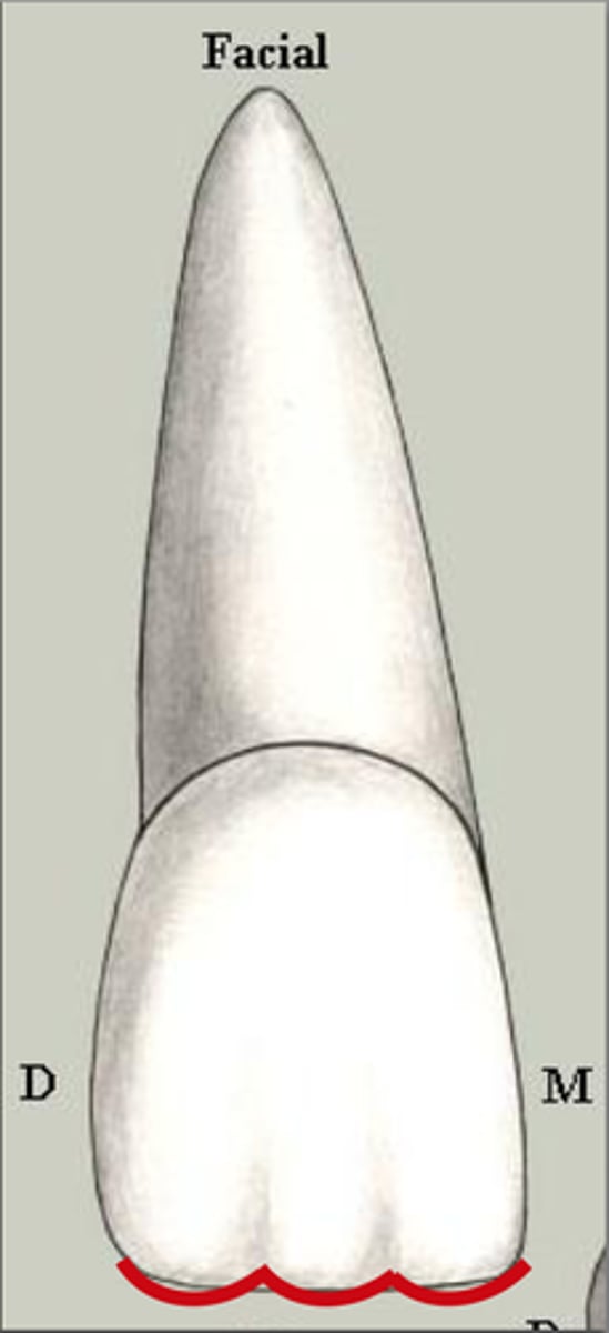 <p>small rounded bumps on incisal of newly erupted incisors</p><p>-indicates a freshly erupted permanent tooth</p><p>-generally, they wear down</p>