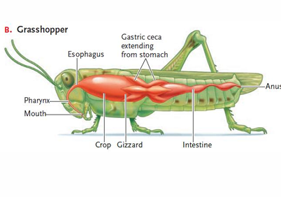 <ol><li><p>insects use mouthparts to tear plant parts into small particles</p></li><li><p>salivary secretions initiate digestion in the pharynx</p></li><li><p>food moves through the esophagus, crop, and gizzard into stomach</p></li><li><p>enzymatic hydrolysis in gastric ceca</p></li><li><p>undigested contents move into intestine for further digestion/absorption</p></li><li><p>water reabsorbed in the distal intestine and wastes expelled through anus</p></li></ol><p></p>