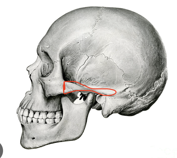 <p>what is this skull feature? </p>