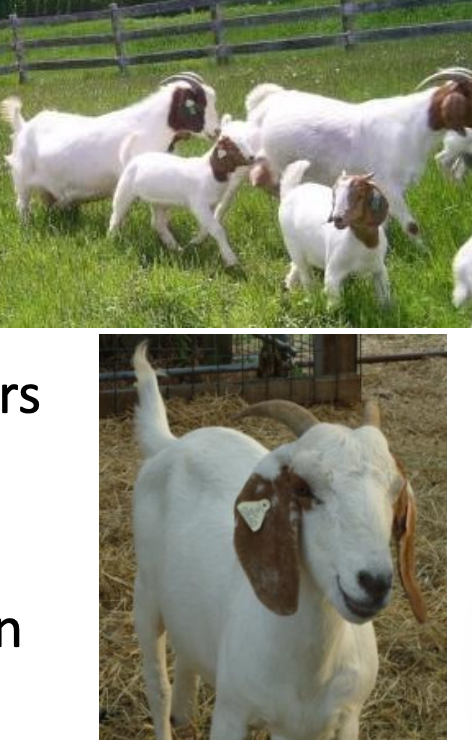 <p>Boer</p><p></p><p><strong>Origin</strong>: South Africa</p><p><strong>Color</strong>: White and red</p><p><strong>Ears</strong>: Long, droopy ears</p><p><strong>Horns</strong>: Horned</p><p><strong>Traits</strong>: Meat-production, “Boer” is Dutch for “Farm”</p>