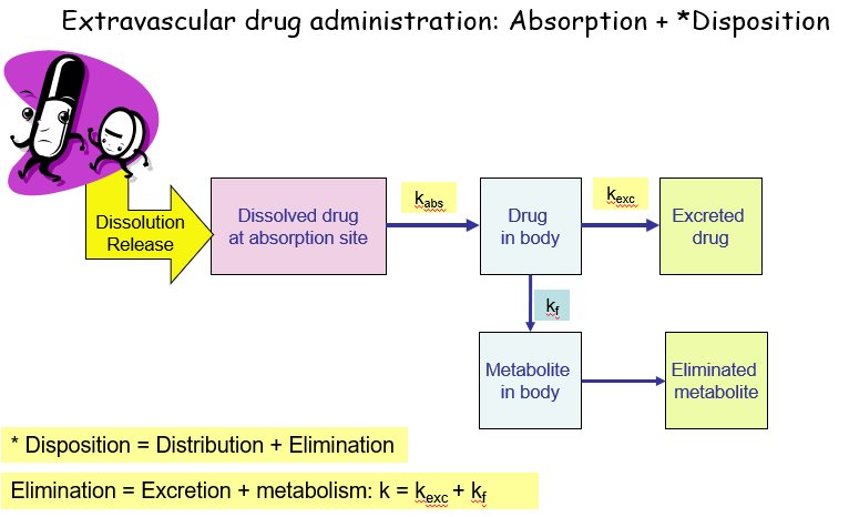 <p><strong>Disposition</strong> refers to the processes by which the drug is <strong>distributed</strong> throughout the body and <strong>eliminated</strong> (either by <strong>excretion</strong> or <strong>metabolism</strong>). It involves how the drug moves through different tissues and organs after being absorbed.</p>