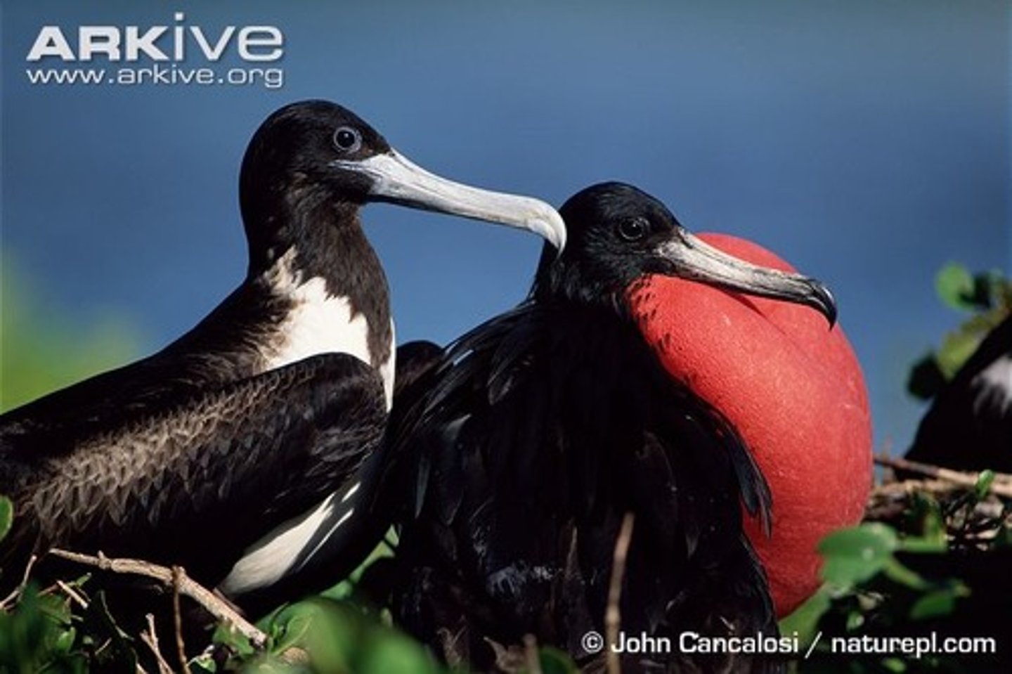 <p>Suliformes, Fregatidae</p>